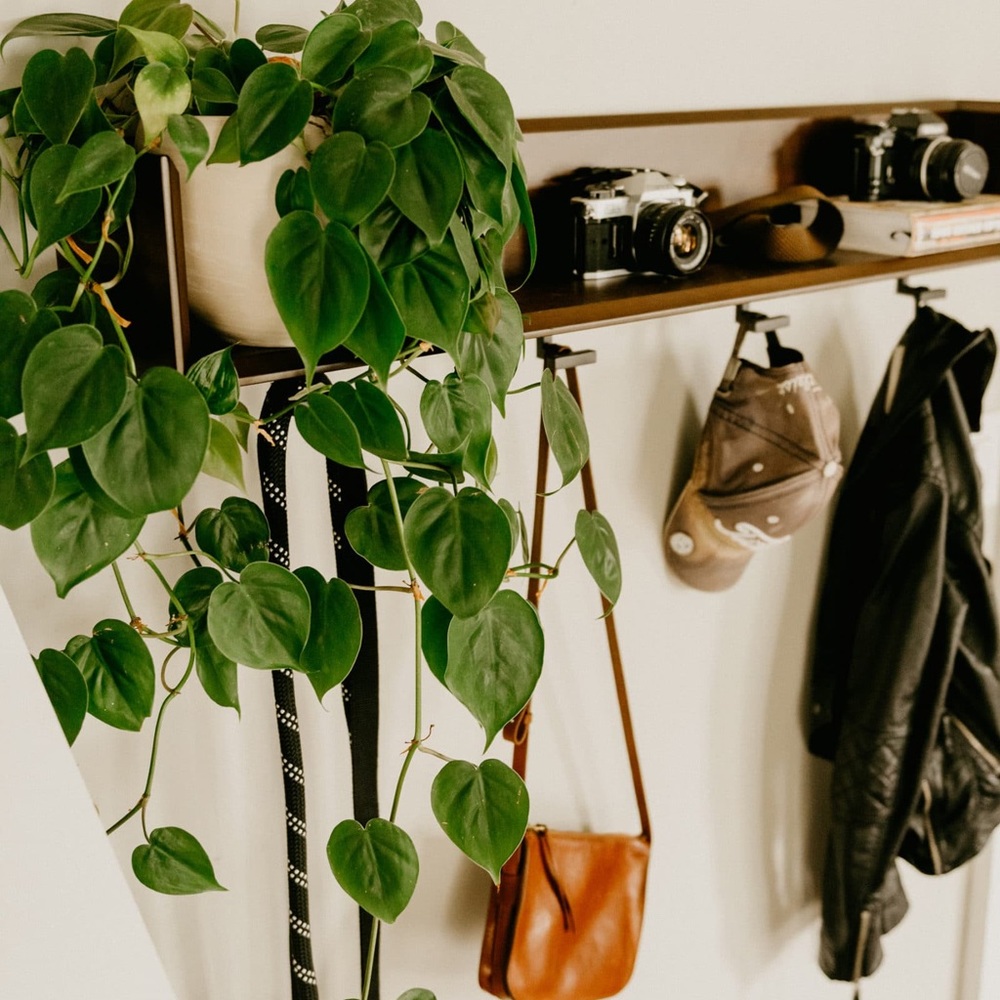 Heartleaf philodendron cutting